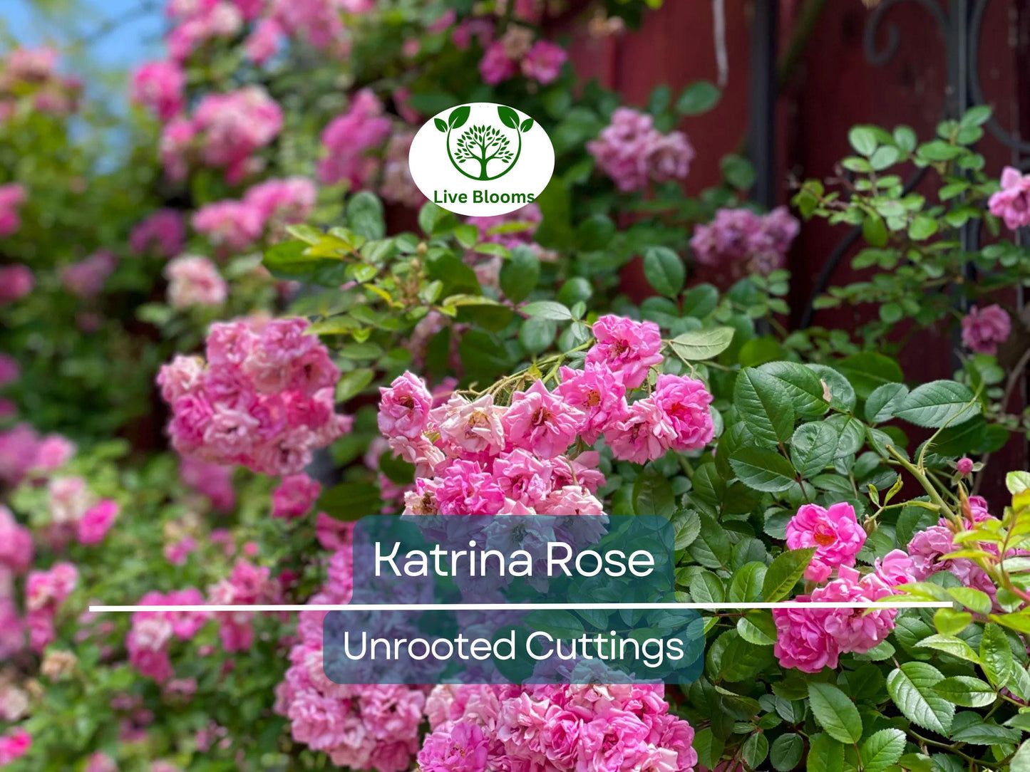 5 Peggy Martin Rose Cuttings - Hardy Climbing Katrina Rose Unrooted 7-8” for Zones 5-9