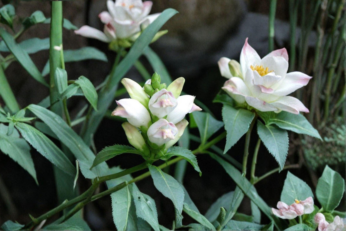 White Turtlehead Seeds | 50 Seeds | Native Pollinator Plant | Chelone glabra | Moist Shade Perennial Wildflower