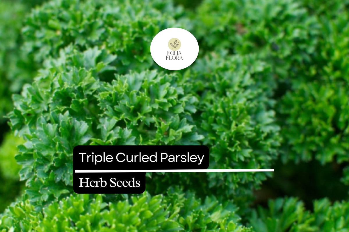 Triple Curled Parsley Seeds - Flavorful Herb for Culinary & Ornamental Use - Petroselinum crispum - Compact Vibrant Green Leaves