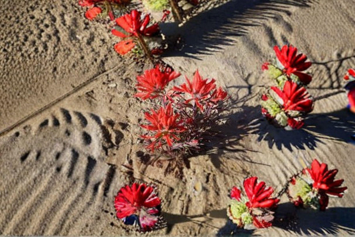 Northwestern Indian Paintbrush Seeds - 300 Pack Castilleja angustifolia var. dubia - Native Wildflower for Pollinator Gardens