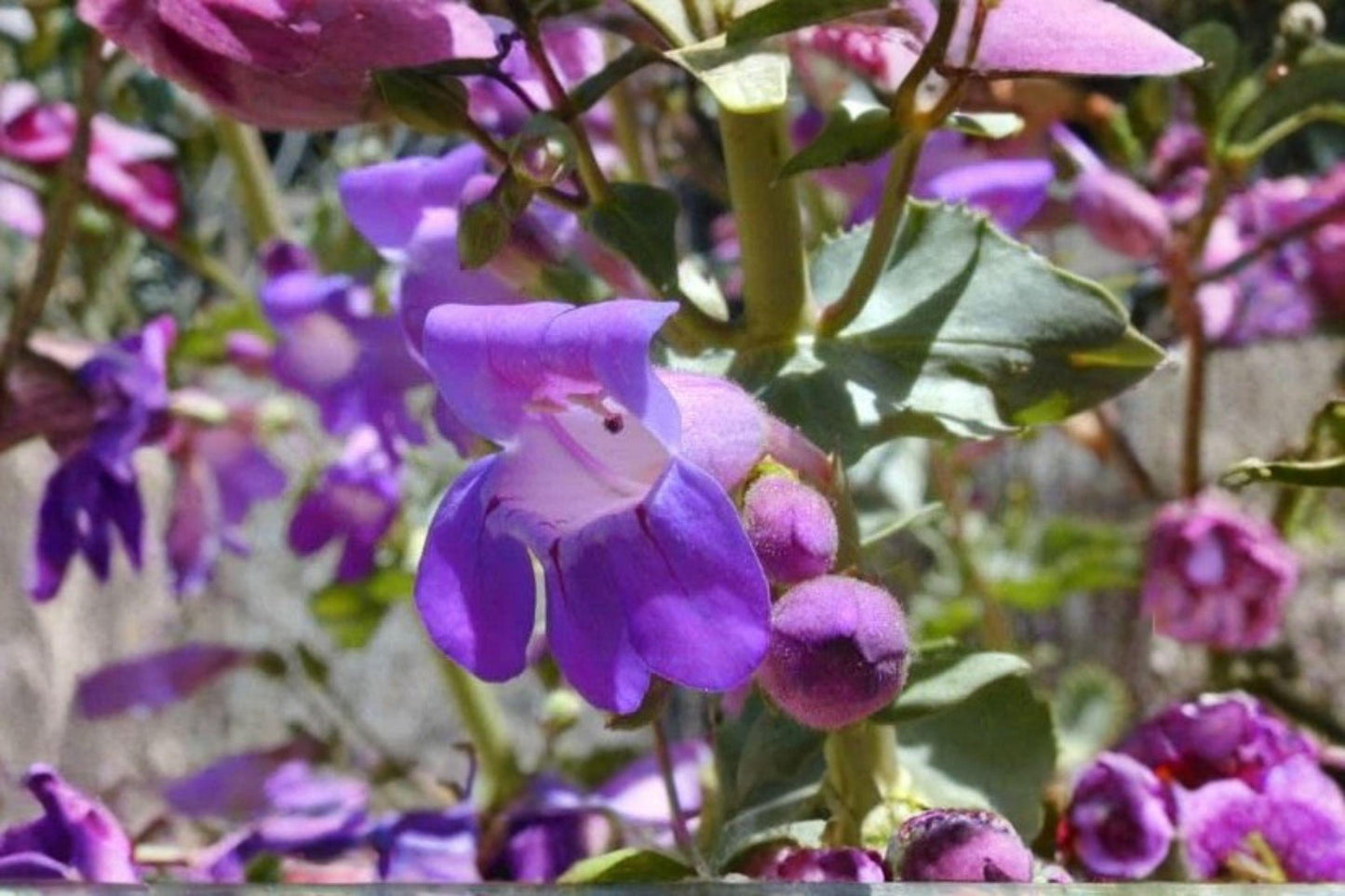 Penstemon commarhenus Seeds – Dusty Beardtongue Wildflower for Native Gardens, Pollinator Habitat, Xeriscape, 100 mg