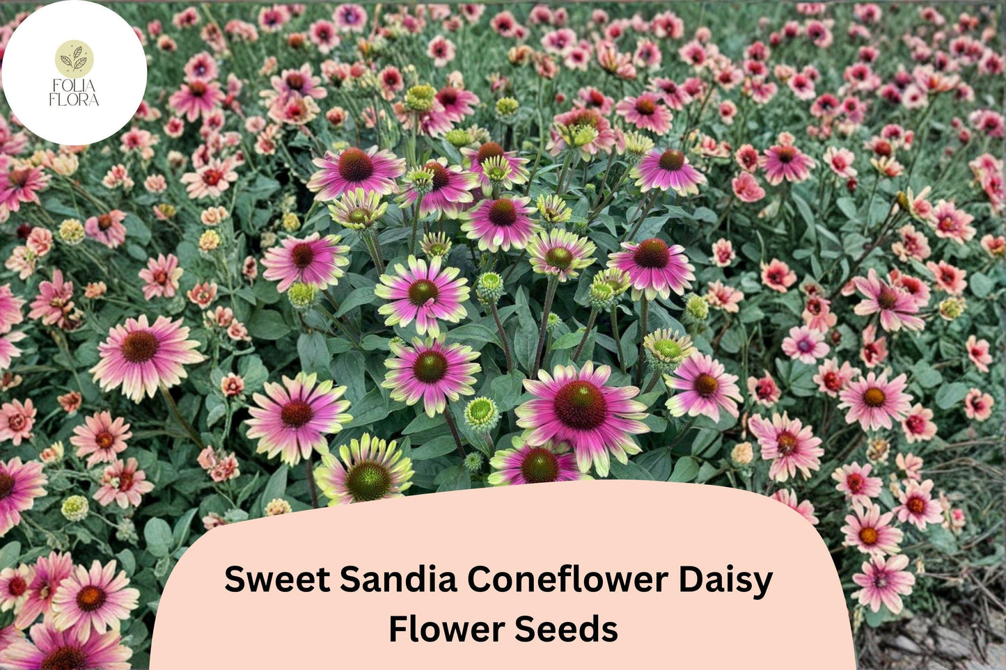 200+ Sweet Sandia Coneflower Daisy Seeds | Echinacea purpurea | Vibrant Pink & Red Blooms | Pollinator-Friendly Perennial