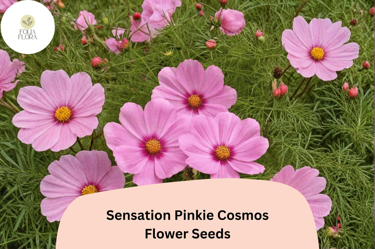 200+ Sensation Pinkie Cosmos Seeds | Bright Pink Cosmos bipinnatus Flowers for Easy Annual Gardens