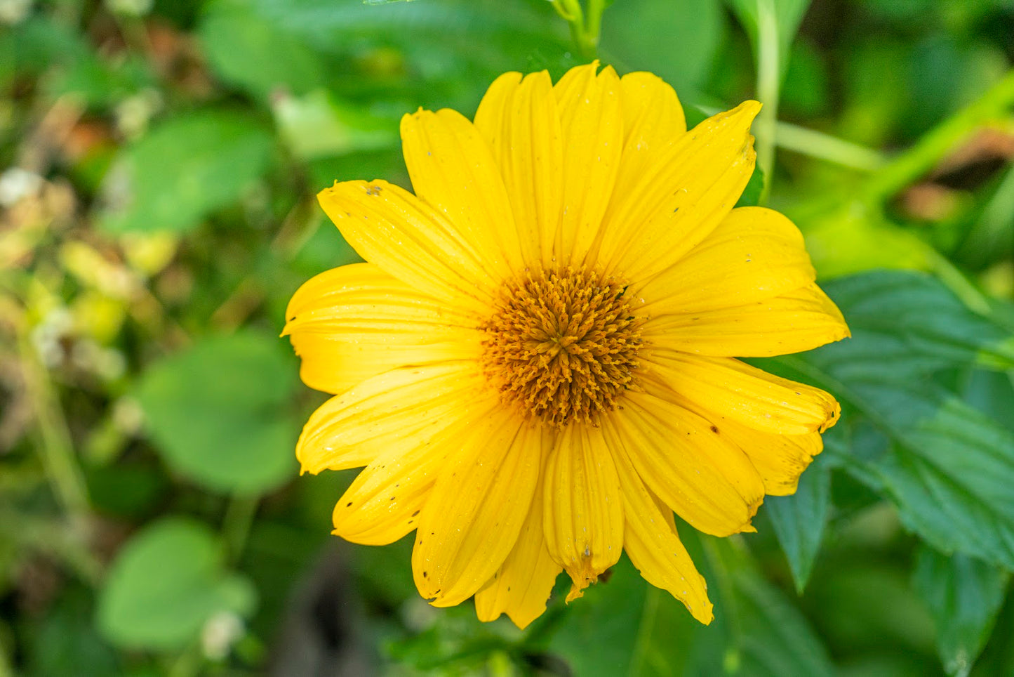 Mexican Sunflower Cuttings 6-8 Inches Tithonia diversifolia Live Unrooted Stems Pollinator Plant for Gardens and Landscaping