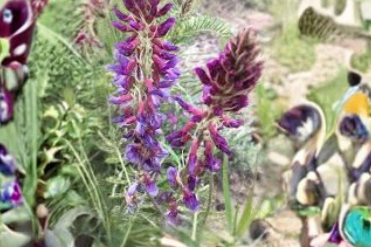Astragalus bisulcatus Seeds | Drought-Tolerant Native Legume for Xeriscape & Prairie Restoration | Pale Purple Flowers