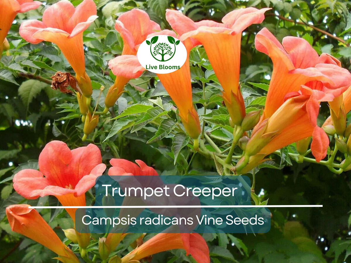 100 Trumpet Creeper Seeds - Orange Flowering Vine, Fast-Growing Perennial, Wildlife Friendly, Campsis radicans
