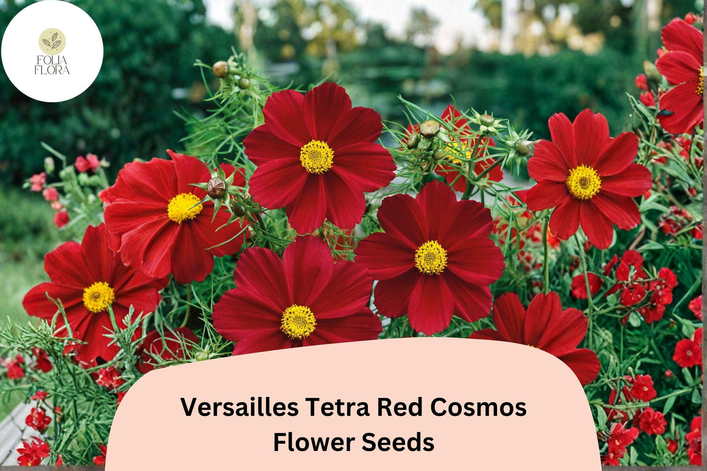 200+ Versailles Tetra Red Cosmos Seeds | Bright Red Cosmos bipinnatus Annual Flowers