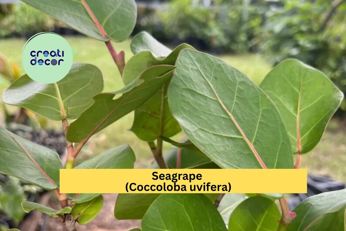 Seagrape Live Plant 6” Pot - Coccoloba uvifera - Tropical Coastal Shrub with Round Green Leaves and Grape-Like Fruit