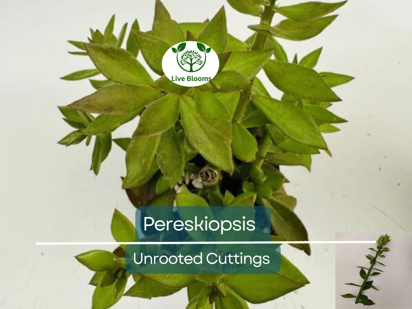 5pcs Pereskiopsis Unrooted Cuttings for Cactus Grafting Rootstock and Succulent Propagation