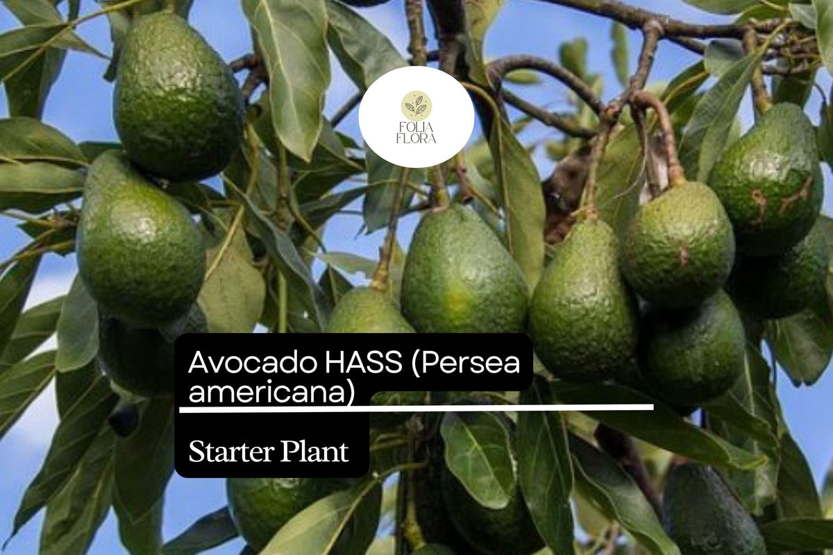 Hass Avocado Starter Plant 12"-24" Live Tropical Fruit Tree (Persea americana) - Fruit-bearing Evergreen for Home Garden