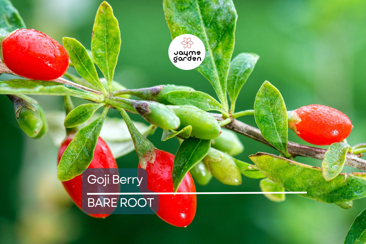 Fresh Goji Berry Cuttings - 2 Rooted Plants, Easy to Grow Edible Garden, Lycium barbarum, Nutrient-Rich Superfood Berries