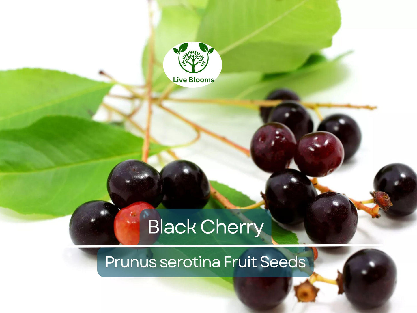 20 Black Cherry Seeds (Prunus serotina) for Sweet Edible Fruit, High Yield, Hardy & Self-Pollinating Tree