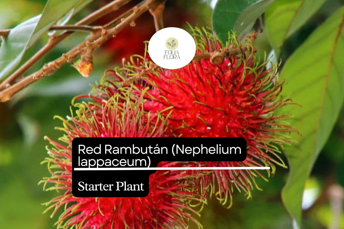 Red Rambutan Starter Plant 12-24" - Exotic Tropical Fruit Tree (Nephelium lappaceum) - Vibrant Red Fruit, Ornamental Appeal