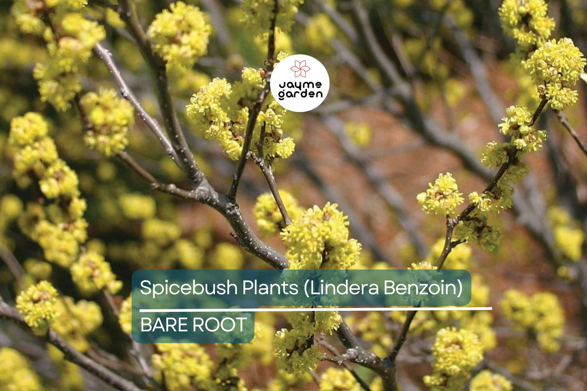2 Bare Root Spicebush Plants, Fragrant Wildlife-Friendly Shrubs, Lindera Benzoin, Zones 4-9, Attracts Birds & Butterflies