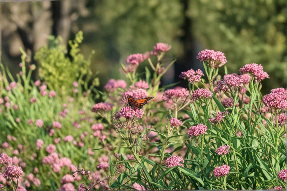 Rose Milkweed Seeds | 15 Pack | Pink Wildflower for Pollinator Gardens | Asclepias incarnata | Monarch Butterfly Host Plant