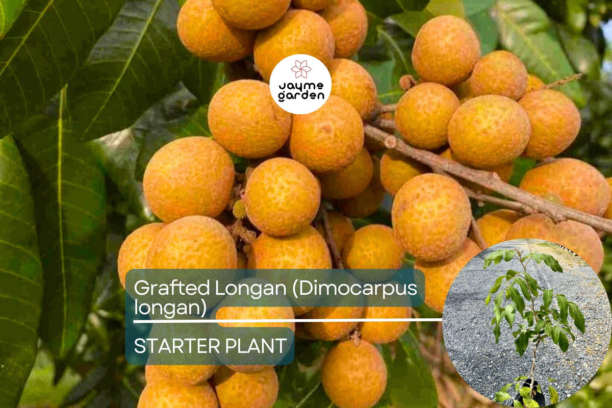 Grafted Longan Tree 12"-24" | Sweet Dragon's Eye Fruit | Dimocarpus longan | Tropical Fruit for Home Gardens