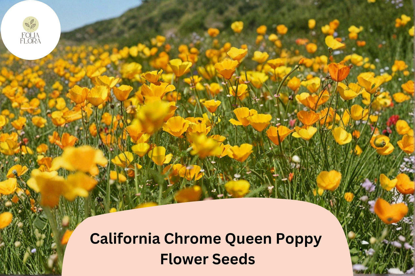 200+ California Chrome Queen Poppy Seeds | Bright Yellow Eschscholzia californica Wildflower