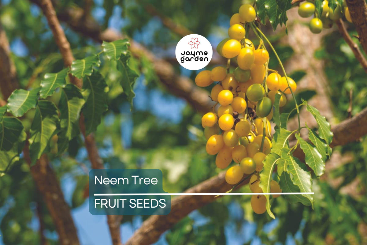 Neem Tree Seeds - 10 Non-GMO Seeds - Azadirachta indica - Rare Indoor/Outdoor Plant - USDA Zones 10-12 - Full Sun Growth