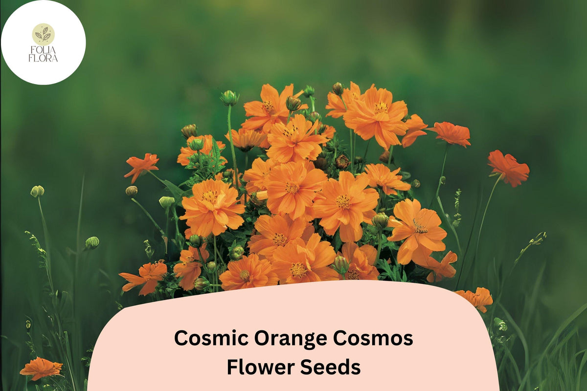 Cosmic Orange Cosmos Seeds | 200+ Bright Orange Annual Flower Seeds | Cosmos Sulphureus | Heat & Drought Tolerant