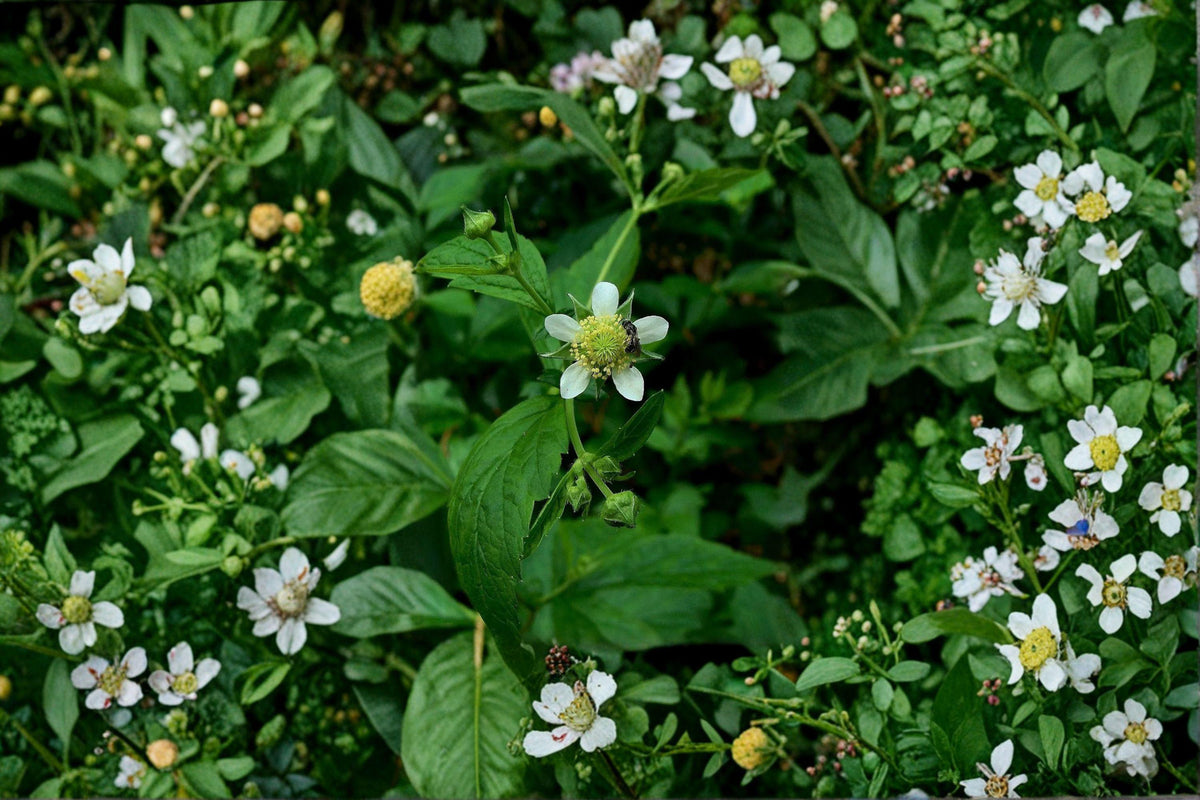 White Avens Seeds - 100 Count Geum canadense, Native Woodland Perennial, Shade Tolerant Wildflower for Pollinator Gardens