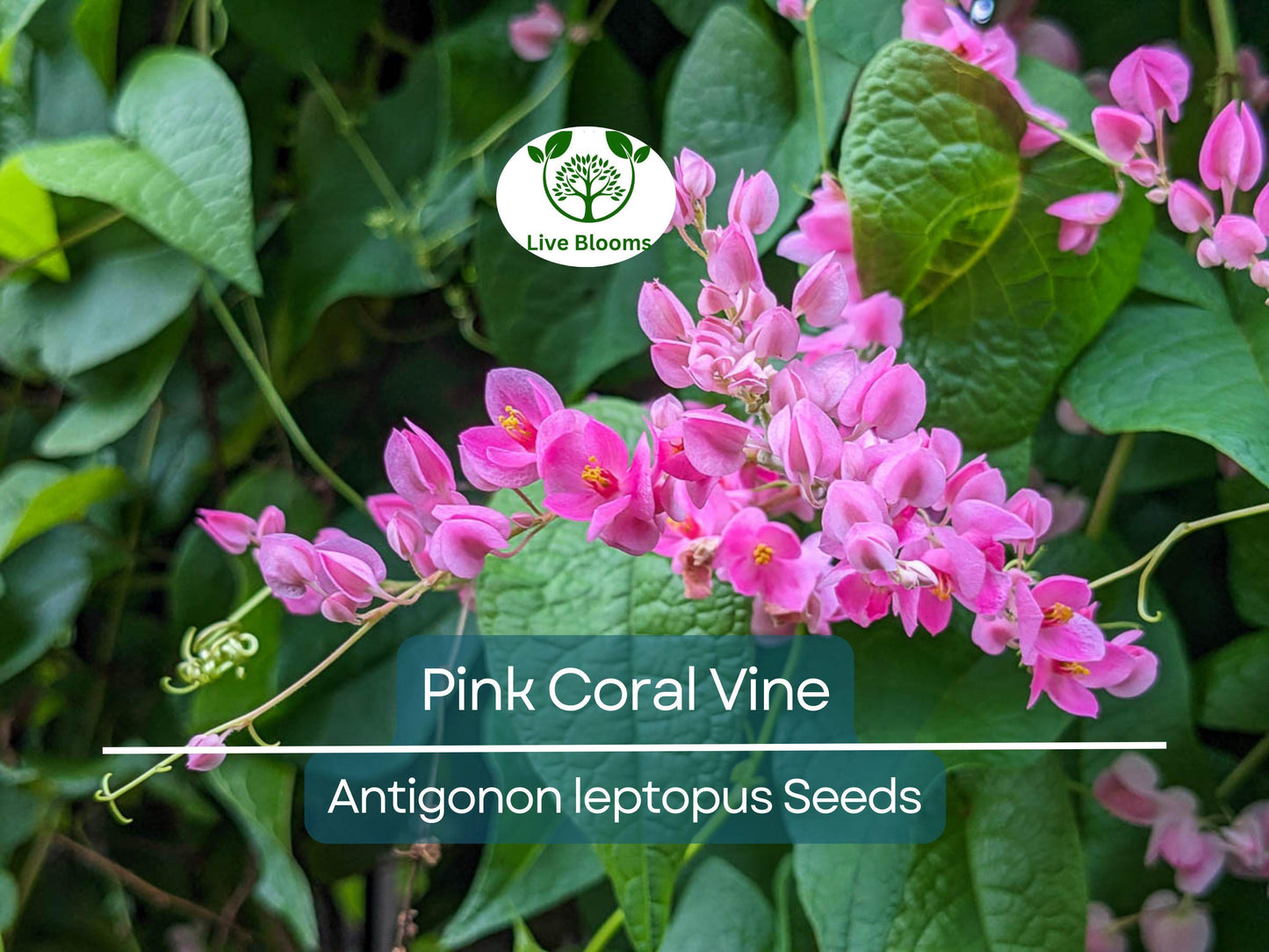 5 Pink Coral Vine Flower Seeds | Mexican Creeper Antigonon leptopus | Fast-Growing Vining Plant