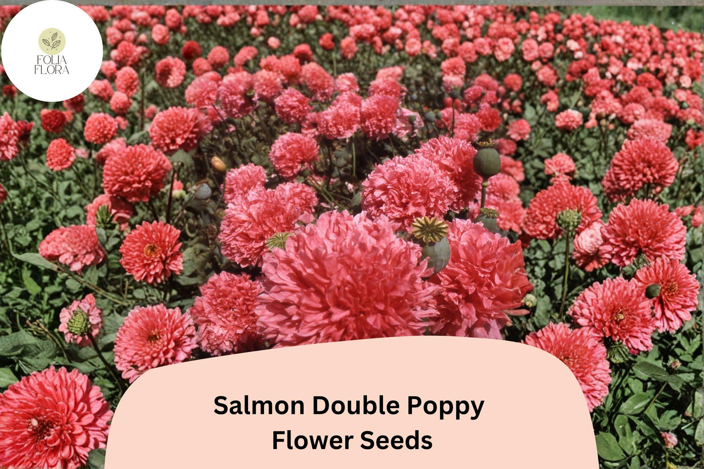 200+ Salmon Double Poppy Seeds – Ruffled Salmon Pink Perennial Wildflower for Full Sun Gardens