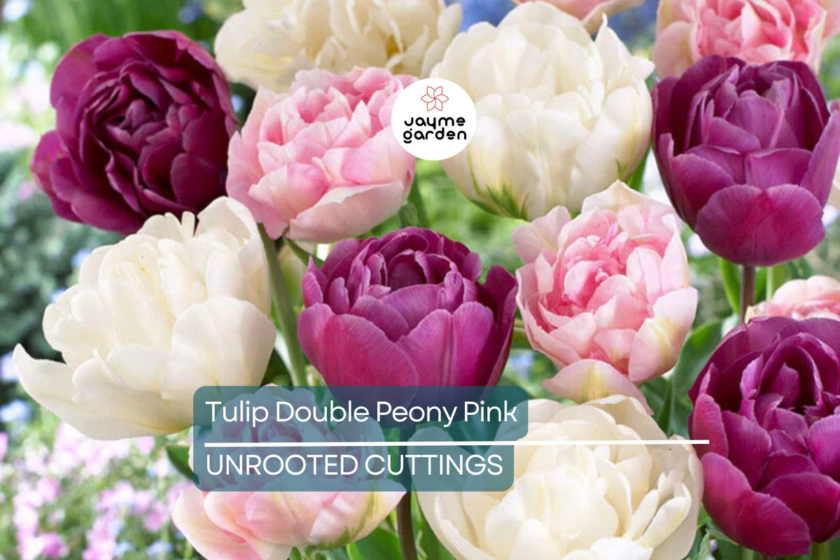 Double Peony Tulip Bulbs Mix - 6 Count Pink Angelique & Blue Diamond - Tulipa - Peony-Like Blooms for Beds & Containers, Zones 3-8