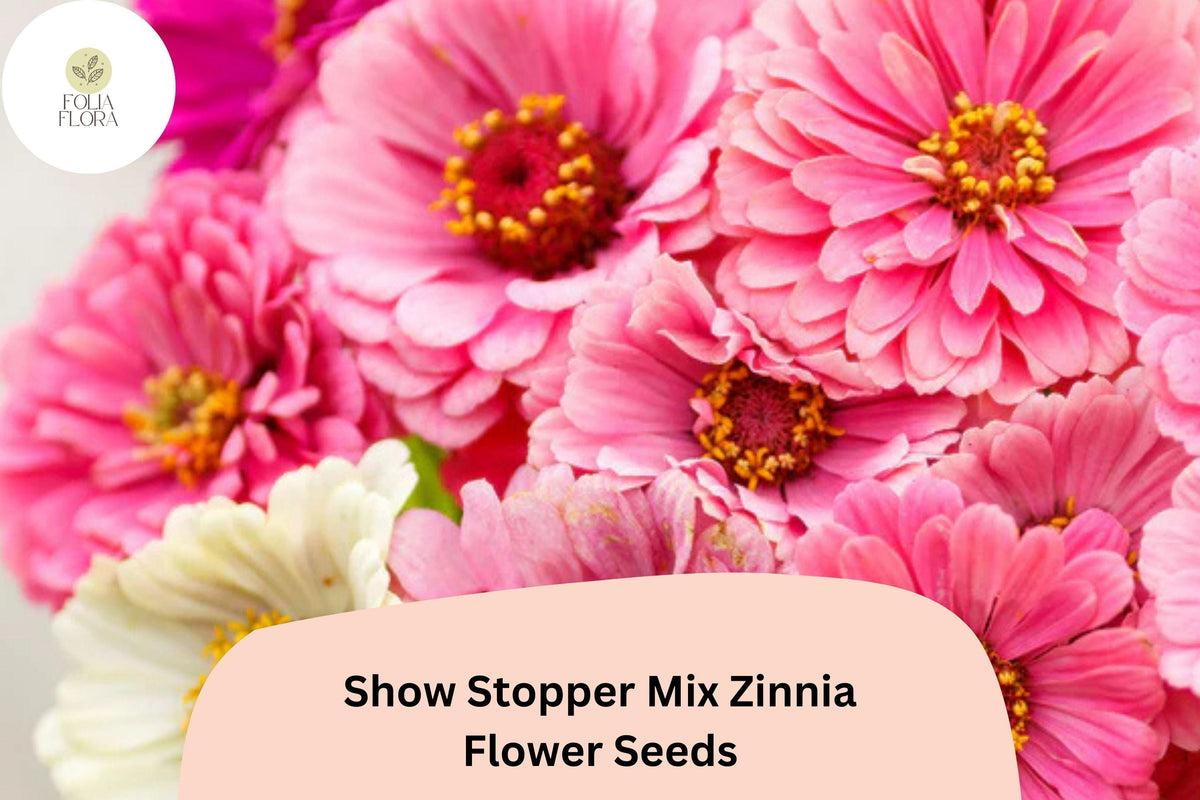 Show Stopper Mix Zinnia Seeds - 100+ Non-GMO Mixed Color Flowers (Zinnia elegans) for Garden, Borders & Bouquets