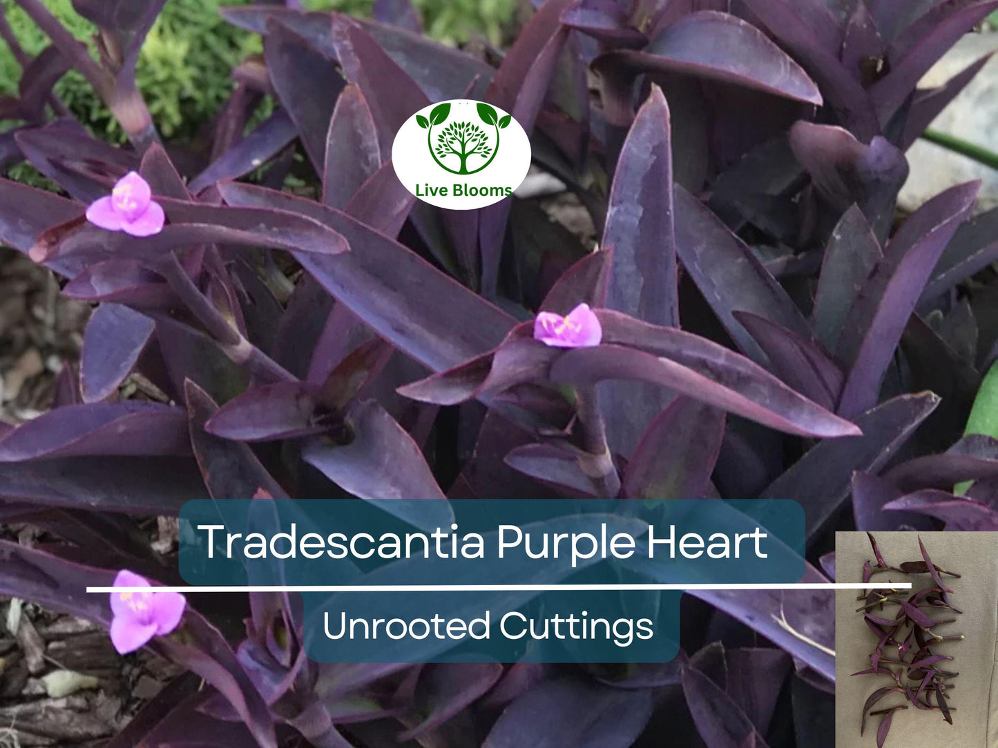 5 Unrooted Tradescantia Pallida Purple Heart Cuttings - Easy Care Indoor & Outdoor Plant