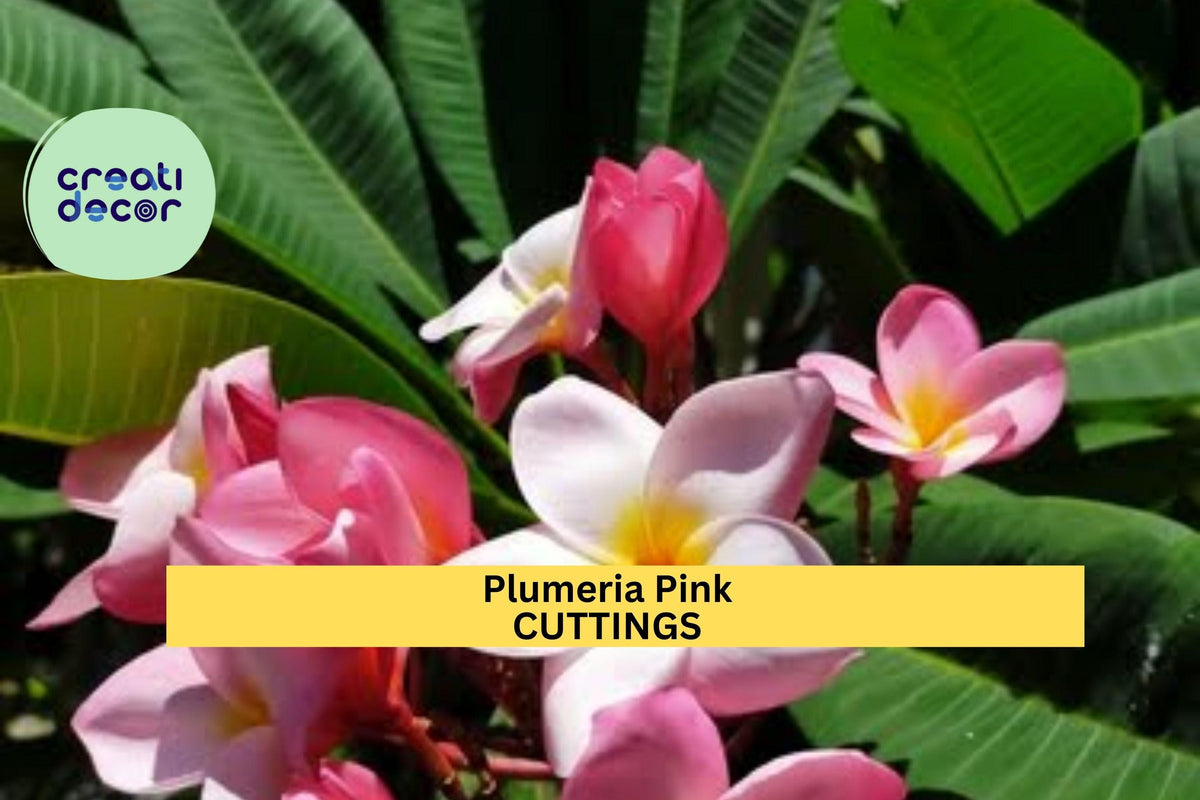 3-Tip Pink Plumeria Cutting 7-10” Unrooted Tropical Stem for Pots & Gardens