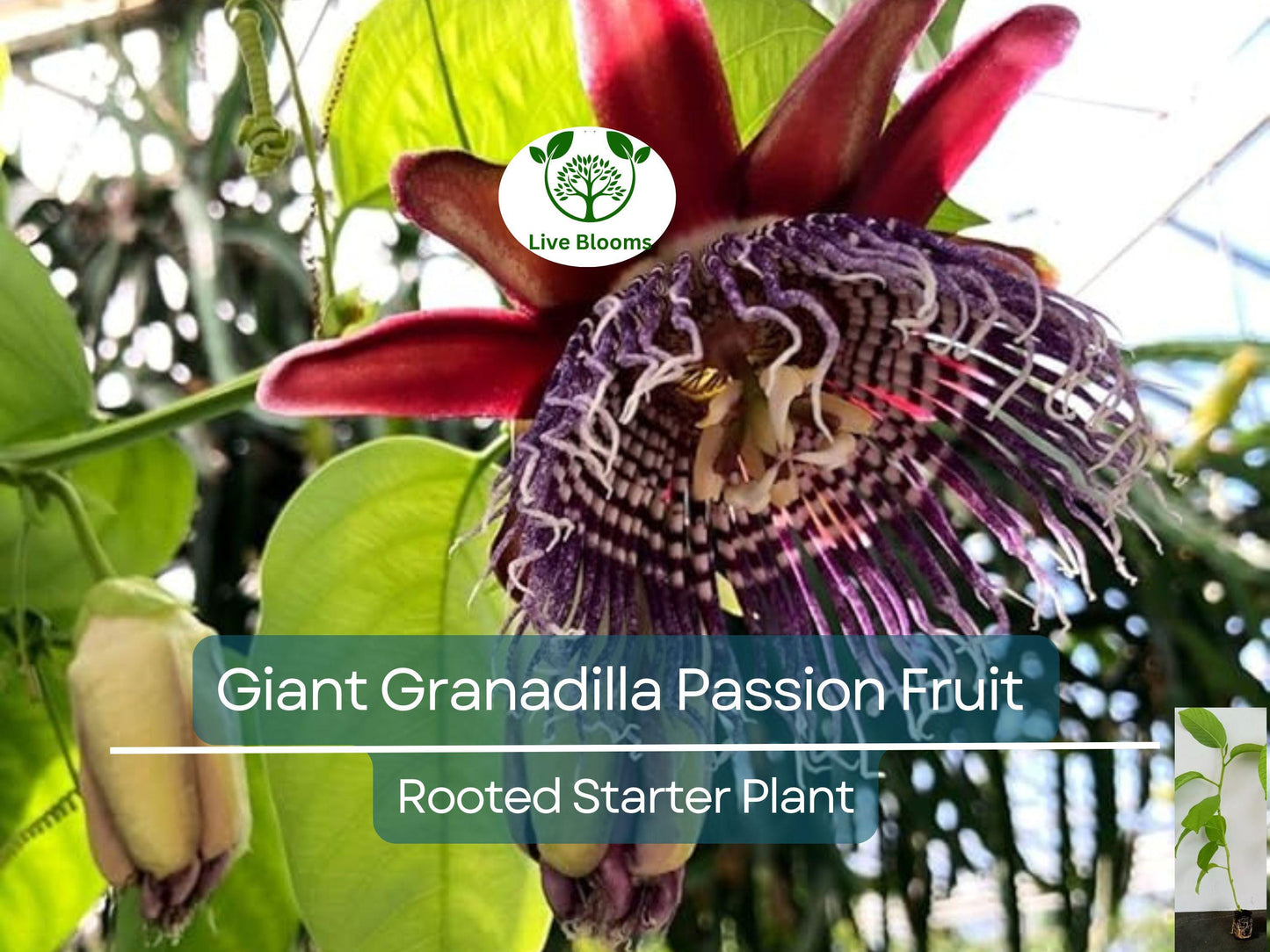 Giant Granadilla Passion Fruit Live Starter Plant | Passiflora Ligularis Sweet Tropical Vine