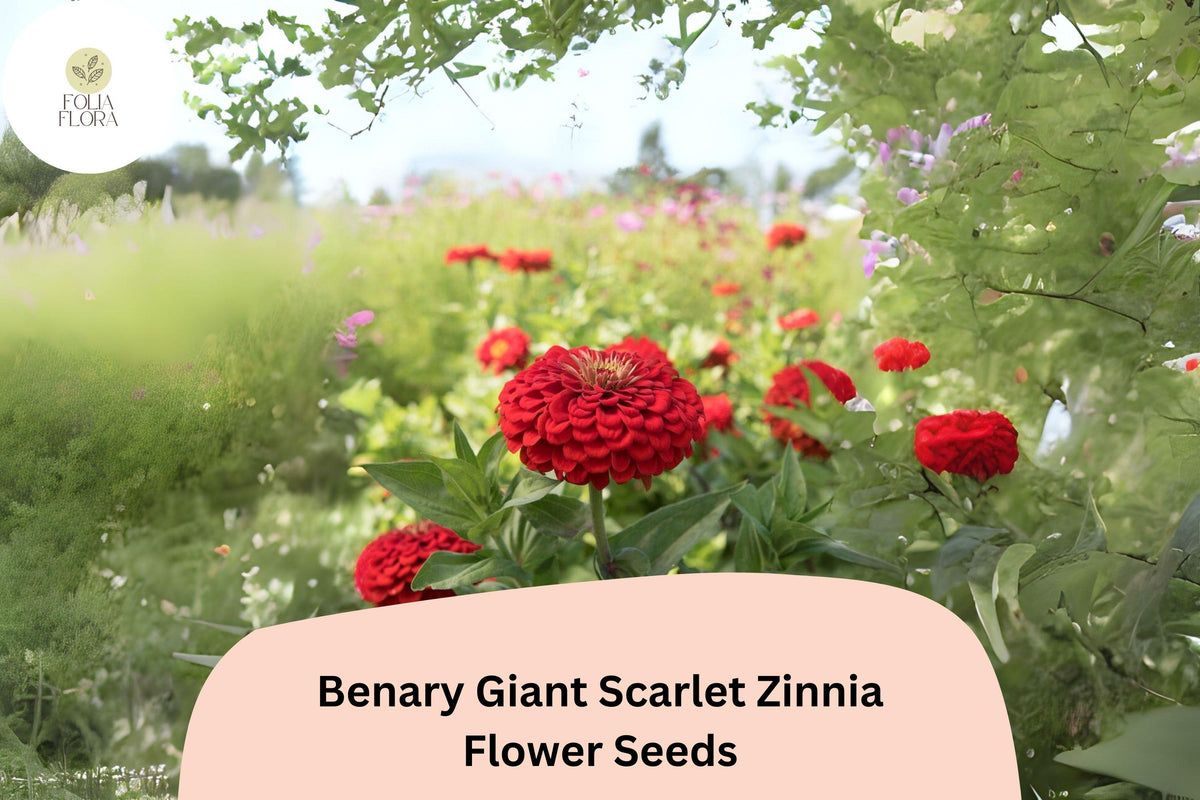 Benary Giant Scarlet Zinnia Seeds – 100+ Non-GMO Scarlet-Red Blooms (Zinnia elegans) for Cutting Gardens & Summer Bouquets