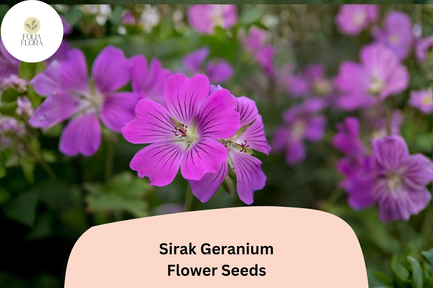 25+ Sirak Geranium Seeds | Hardy Perennial Geranium pratense with Purple Blooms for Garden Borders