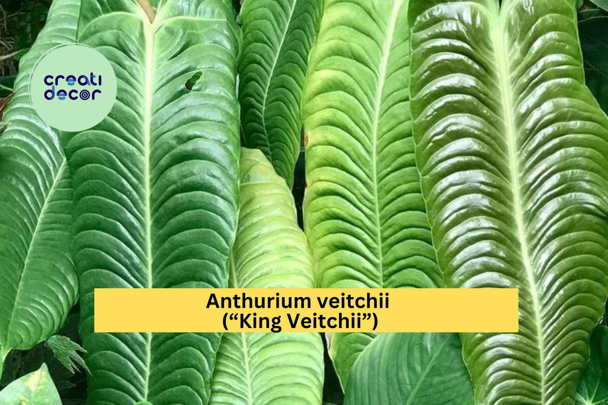 Anthurium veitchii Starter Plant - King Veitchii - Rare Tropical Aroid with Large Textured Leaves - Live Well-Rooted Greenery