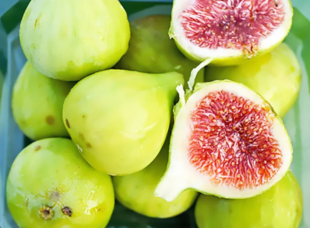 Strawberry Verte Fig Cutting 6-8 Inch Unrooted Ficus carica for Propagation Grafting Green Variety