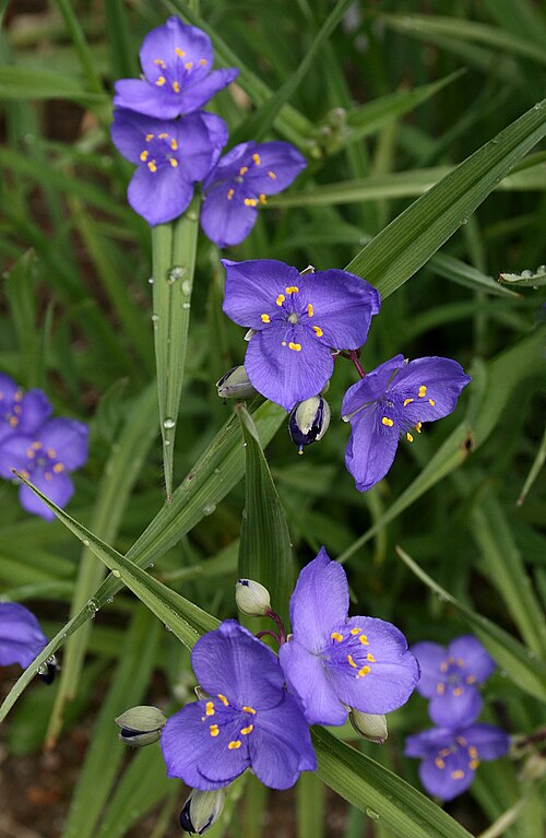 Tradescantia occidentalis Seeds β Prairie Spiderwort, Native Perennial Wildflower, Blue Purple Flowers, Pollinator Attractant, 100 Seeds
