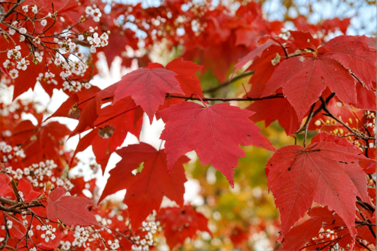 Red Maple Seeds – 10 Count Northern Strain – Acer rubrum – Brilliant Fall Color – Hardy Native Shade Tree
