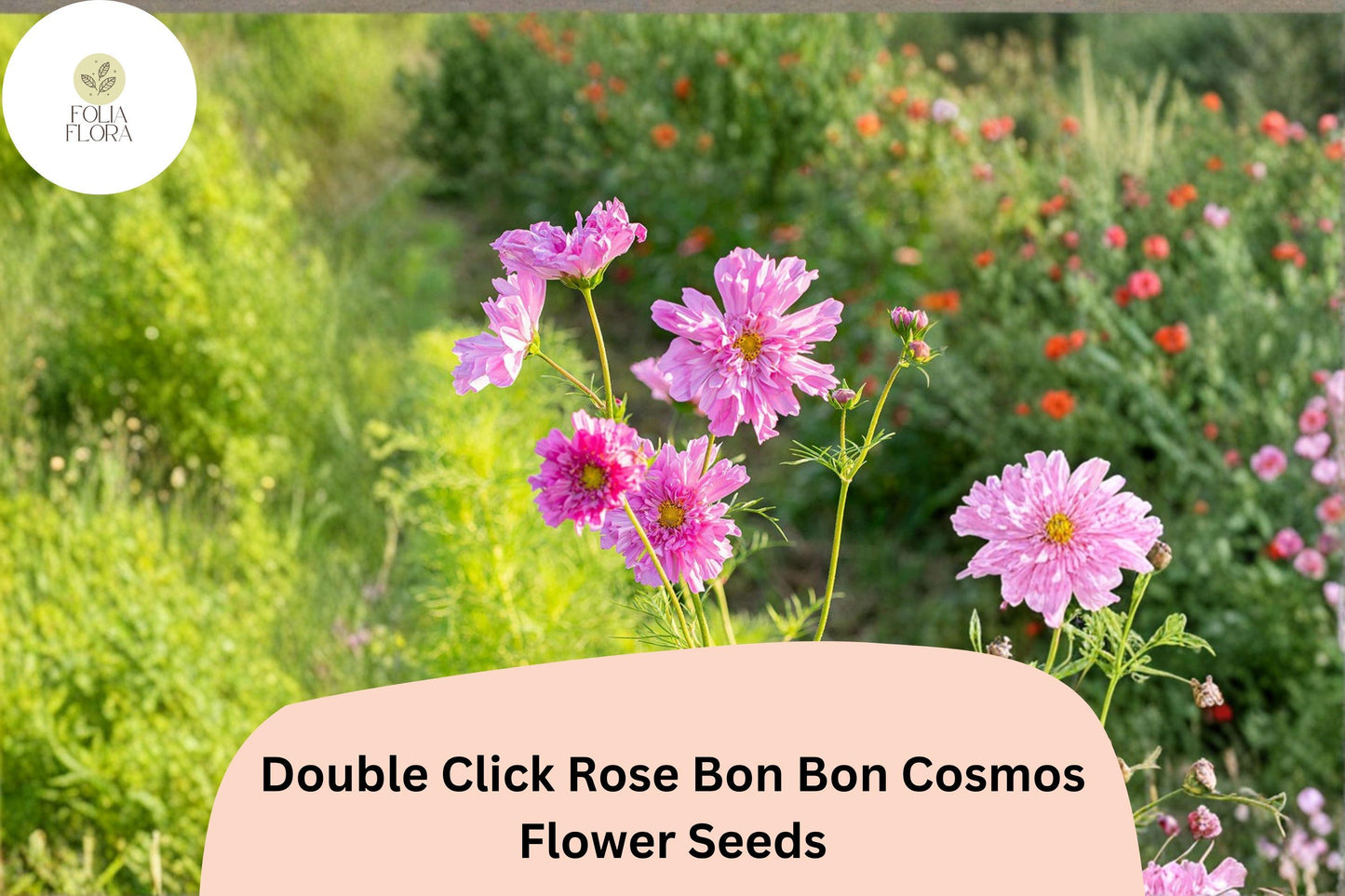 200+ Double Click Rose Bon Bon Cosmos Seeds | Easy Grow Rose Pink Cosmos Bipinnatus for Pollinators