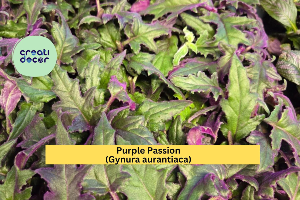 Live Purple Passion Plant Starter - Gynura aurantiaca - Rare Fuzzy Purple Velvet Houseplant for Indoor Decor