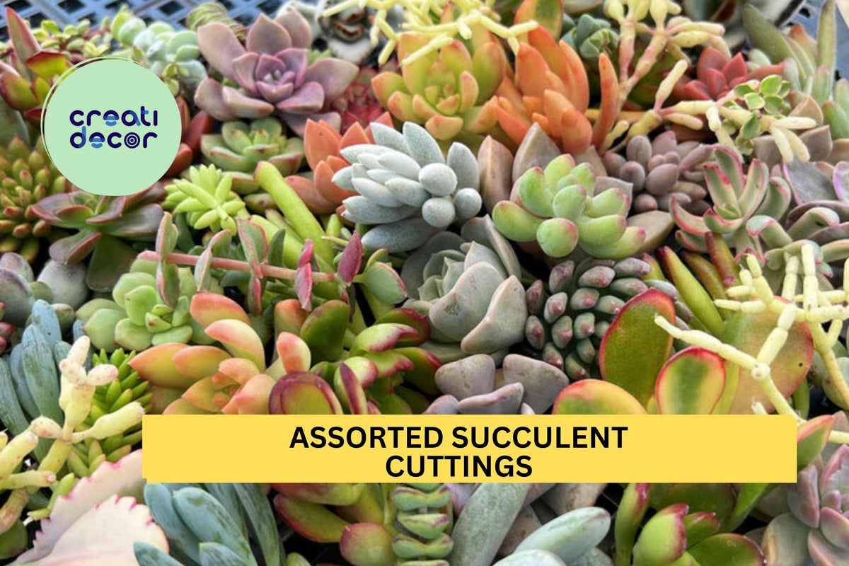 35 Assorted Succulent Cuttings Starter Pack – Mixed Varieties & Sizes – Easy to Grow – Free US Shipping