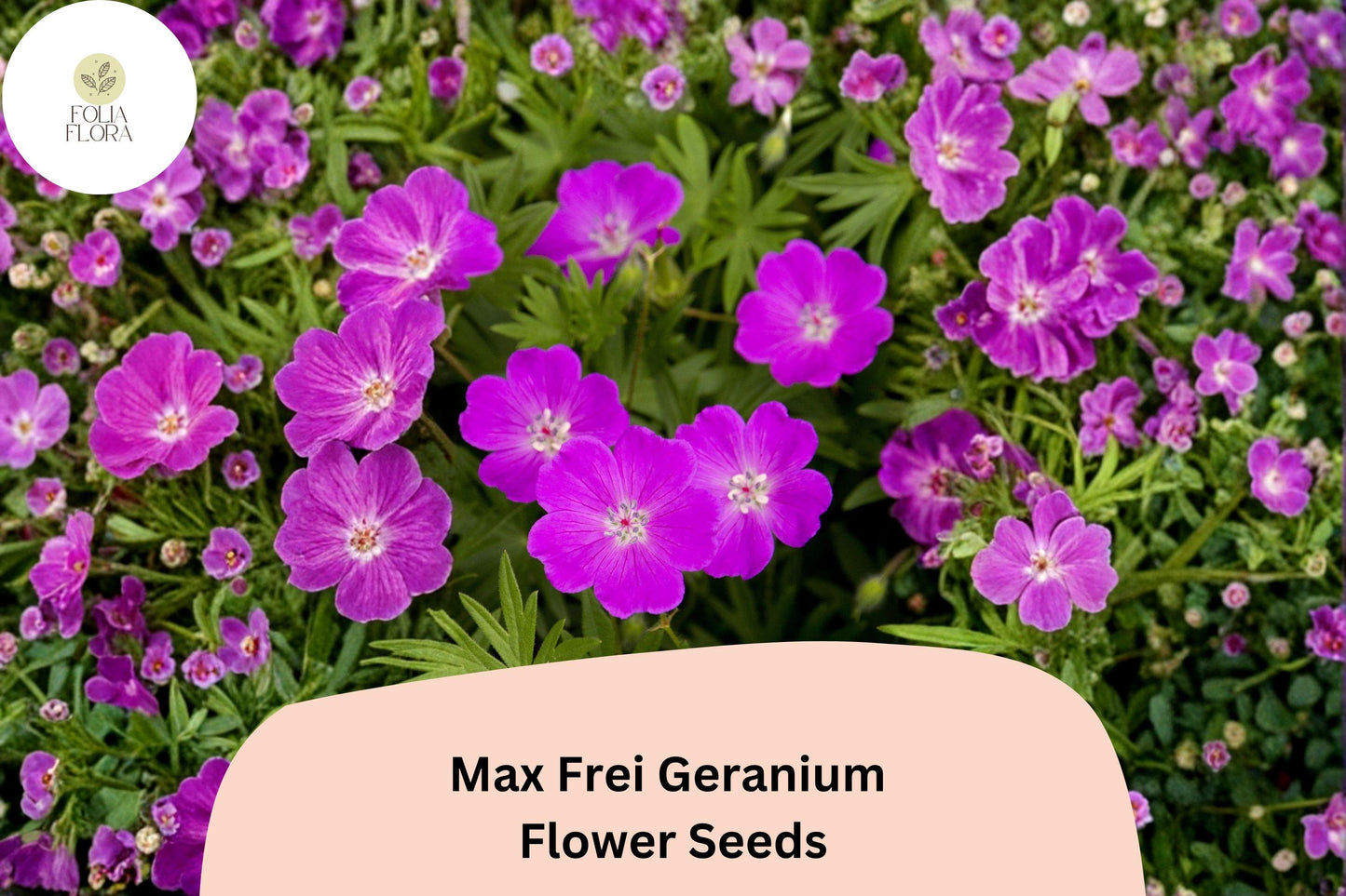 25+ Max Frei (Bloody Cranesbill) Geranium Seeds – Hardy Perennial with Purple Flowers