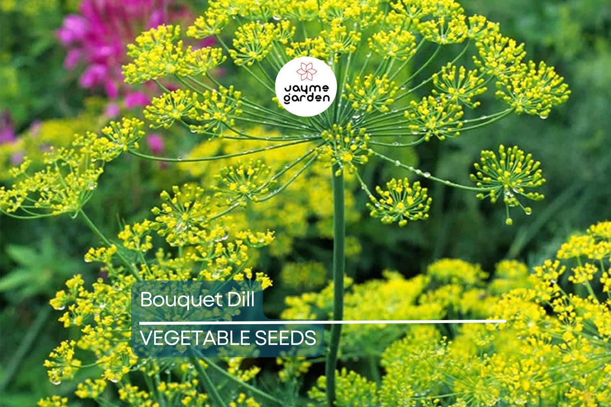 4,000 Bouquet Dill Seeds - Non-GMO Heirloom Culinary Herb, Anethum graveolens, Fast-Growing for Pickling & Cooking