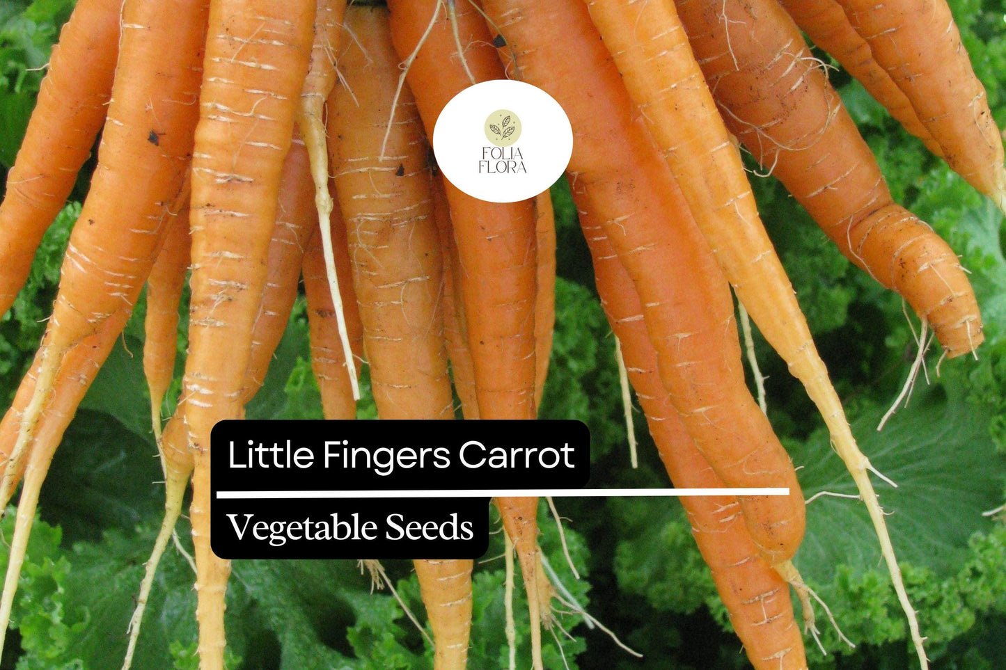 300 Little Fingers Carrot Seeds – Heirloom Mini Baby Carrots, Sweet & Crisp, Fast Growing