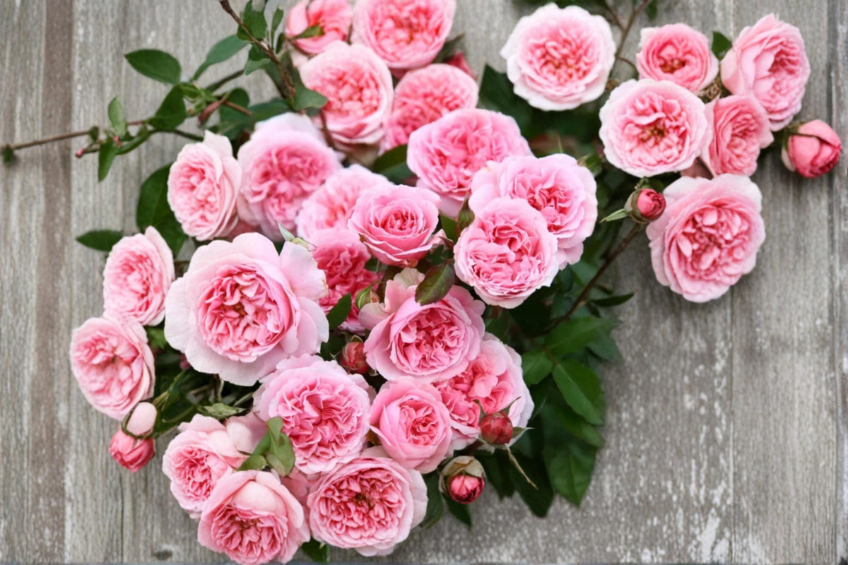 Miranda Rose Seeds - 8 Pack - Flowering Ornamental Rose (Rosa spp.) for Garden Beds and Landscapes