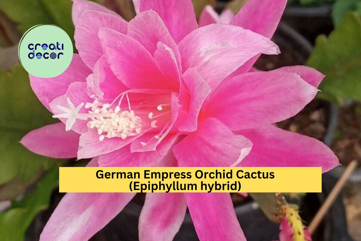 German Empress Orchid Cactus 6" Rooted Live Plant | Epiphyllum Hybrid | Rare Exotic Flowering Houseplant with Pink Blooms