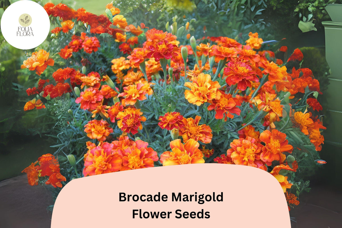 Brocade Marigold Seeds | 25+ French Marigold Mix | Red & Gold Blooms | Tagetes patula | Easy Annual Flower Seeds for Garden