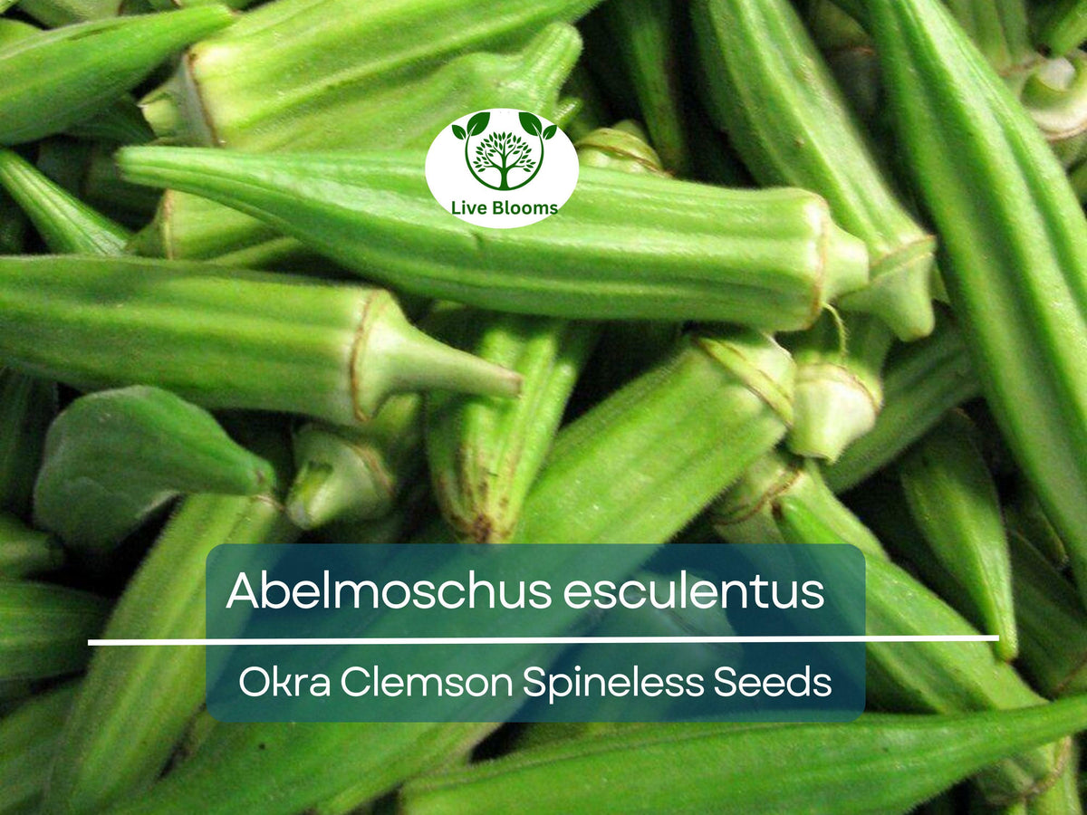 85 Seeds Okra Clemson Spineless - Fast Growing, Tender Pods, High Yield, Abelmoschus esculentus for Home Gardens