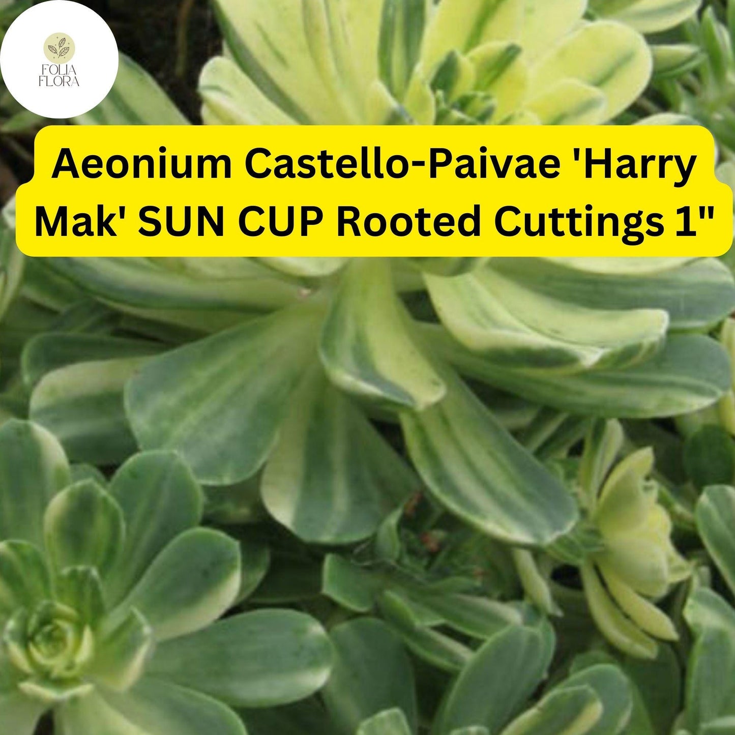 Aeonium castello-paivae ‘Harry Mak’ Sun Cup – 3 Rooted Variegated Succulent Cuttings