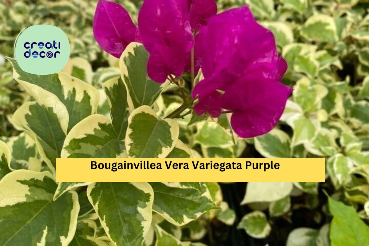 Bougainvillea Vera Variegata Purple Starter Plant - Tropical Flowering Vine with Variegated Foliage - Bougainvillea spectabilis