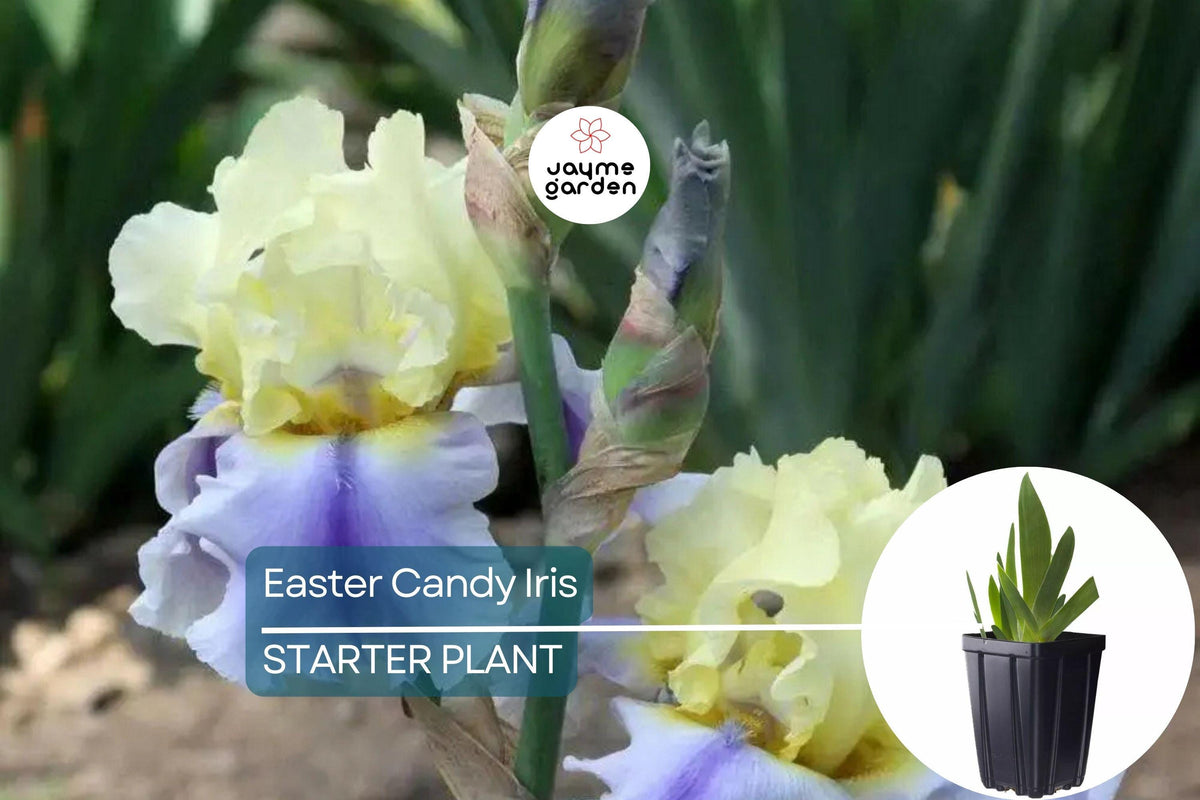 Easter Candy Iris Quart Pot | Bicolor Blue & Yellow Flowers | Perennial Deer Resistant Iris | Iris 'Easter Candy'